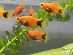 10 Ikan Hias Murah dan Cantik untuk Sudut Akuarium