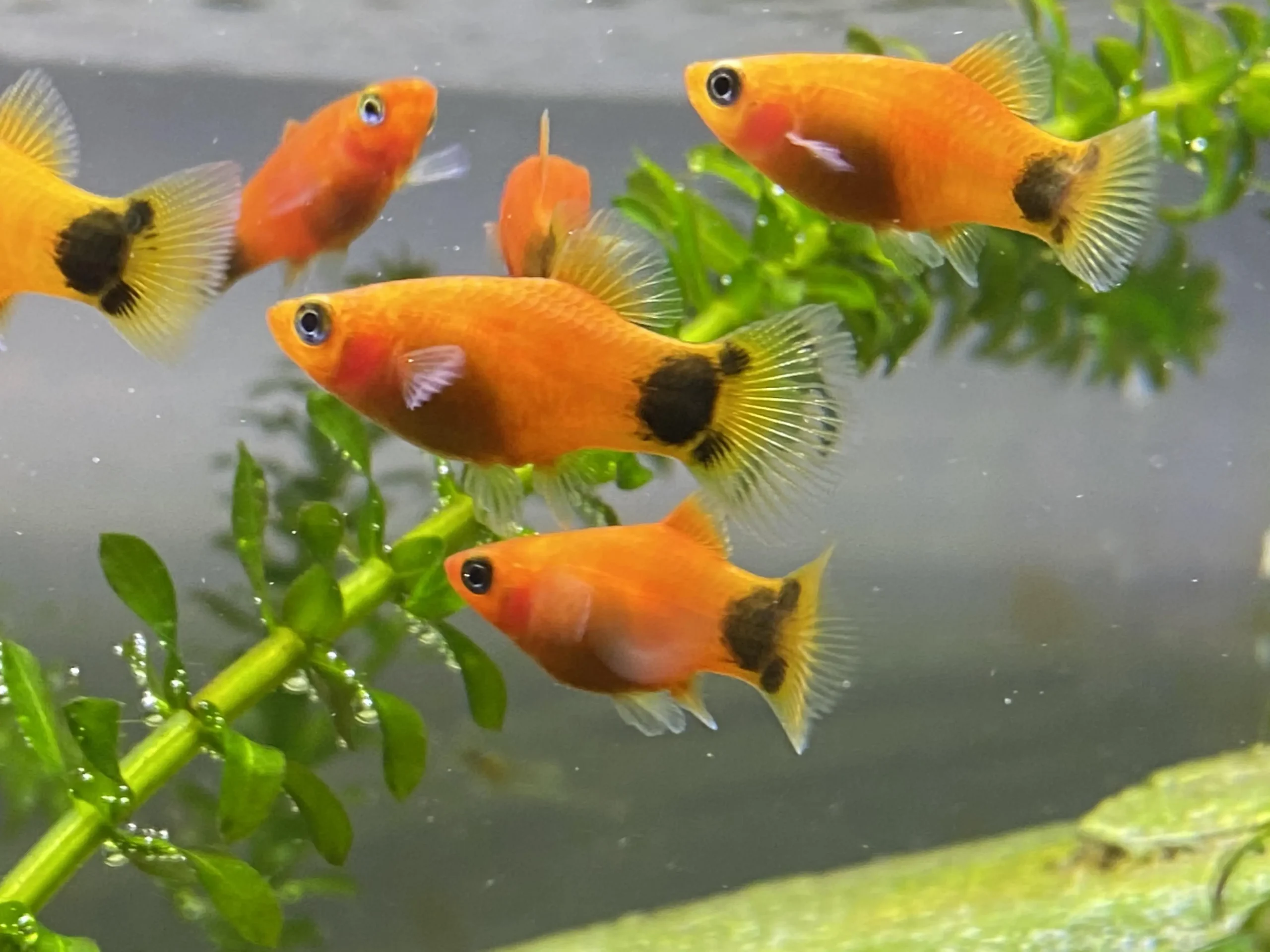 Mempercantik sudut akuarium tidak selalu harus mahal. Banyak ikan hias murah yang memiliki warna menarik, gerakan aktif, dan mudah dirawat. Jenis ikan ini sangat cocok untuk pemula maupun penghobi yang ingin memperindah akuarium rumah tanpa biaya besar.