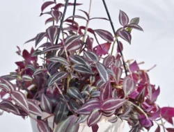 Tanaman Hias Tradescantia Zebrina: Ciri, Manfaat, dan Cara Merawat agar Warnanya Cerah