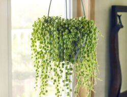 Tanaman Hias String of Pearls: Keunikan, Cara Merawat, dan Tips Agar Tidak Mudah Mati