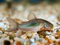 Ikan Corydoras: Ikan Dasar Akuarium yang Membersihkan Sisa Pakan