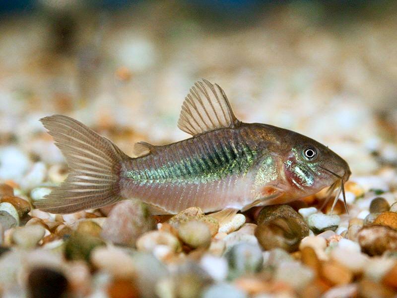 Ikan corydoras dikenal sebagai ikan dasar akuarium yang aktif membersihkan sisa pakan di bagian bawah. Selain membantu menjaga kebersihan akuarium, corydoras juga memiliki bentuk unik dan sifat yang sangat damai.