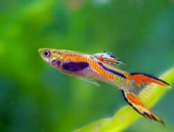 Ikan Endler Guppy: Versi Mini Guppy yang Cantik dan Mudah Dirawat