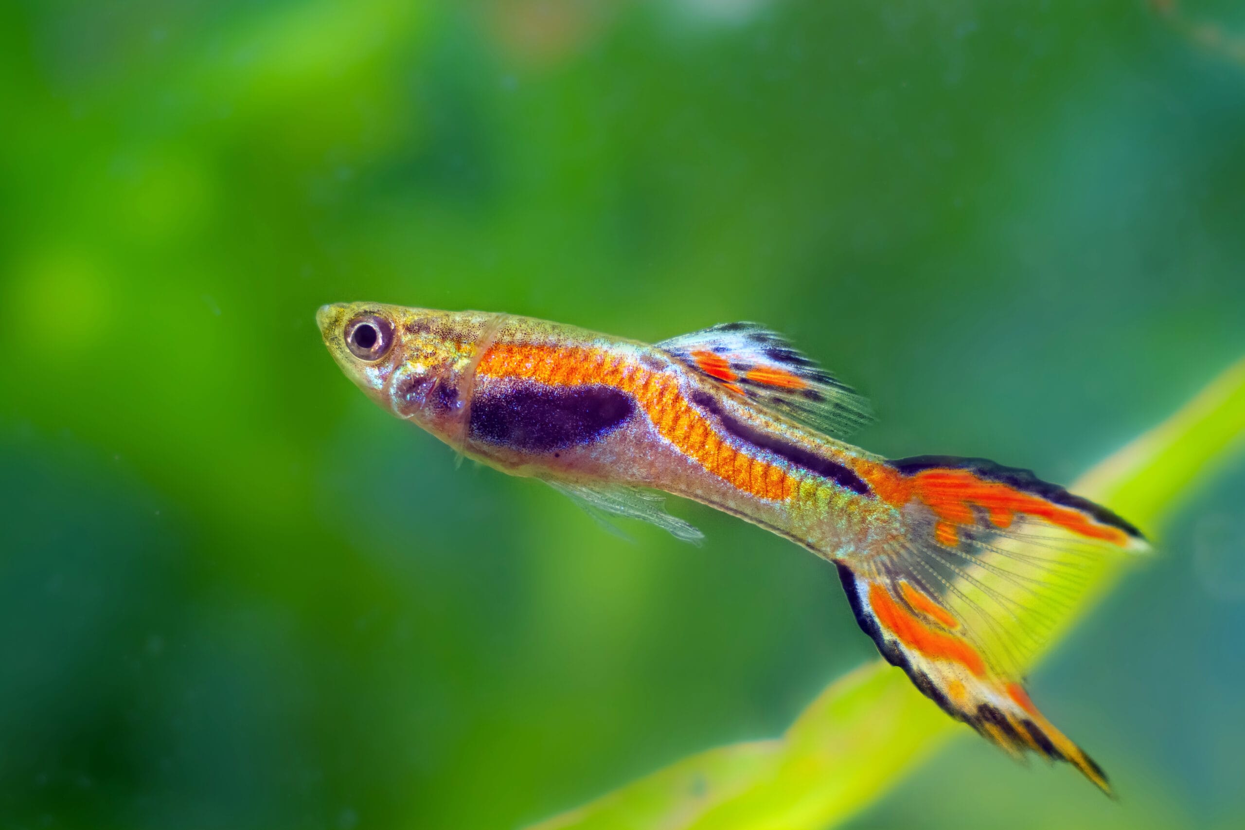 Ikan Endler guppy adalah versi mini dari ikan guppy dengan warna cerah dan pola unik. Ukurannya lebih kecil, gerakannya aktif, dan perawatannya sangat mudah, menjadikannya favorit bagi pemula maupun penghobi akuarium minimalis.