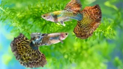 Ikan guppy adalah salah satu ikan hias paling populer di Indonesia, terutama bagi pemula. Selain harganya murah, guppy memiliki warna cerah, mudah dirawat, dan mampu beradaptasi di berbagai kondisi akuarium.