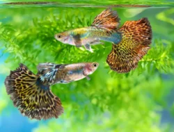 Ikan Guppy: Ciri-Ciri, Harga, dan Cara Merawat untuk Pemula