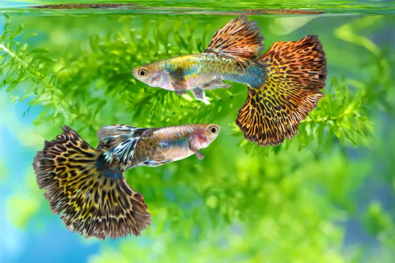Ikan guppy adalah salah satu ikan hias paling populer di Indonesia, terutama bagi pemula. Selain harganya murah, guppy memiliki warna cerah, mudah dirawat, dan mampu beradaptasi di berbagai kondisi akuarium.