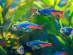 Ikan Neon Tetra: Keindahan Ikan Kecil untuk Sudut Akuarium