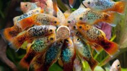 Ikan platy merupakan salah satu ikan hias kecil favorit pemula. Ukurannya tidak besar, warnanya cerah, dan perawatannya relatif mudah. Karena sifatnya damai, ikan platy sangat cocok dijadikan penghuni akuarium rumah, baik sendiri maupun bersama ikan hias kecil lainnya.