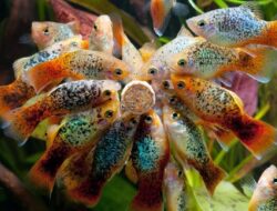 Ikan Platy: Pilihan Ikan Hias Kecil yang Cocok untuk Akuarium Rumah