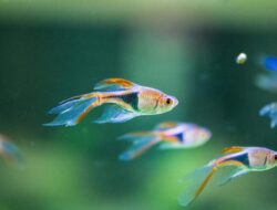 Ikan Rasbora: Ikan Hias Tenang untuk Akuarium Minimalis