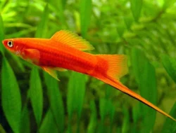 Ikan Swordtail: Ikan Hias Ekor Pedang yang Murah dan Menarik
