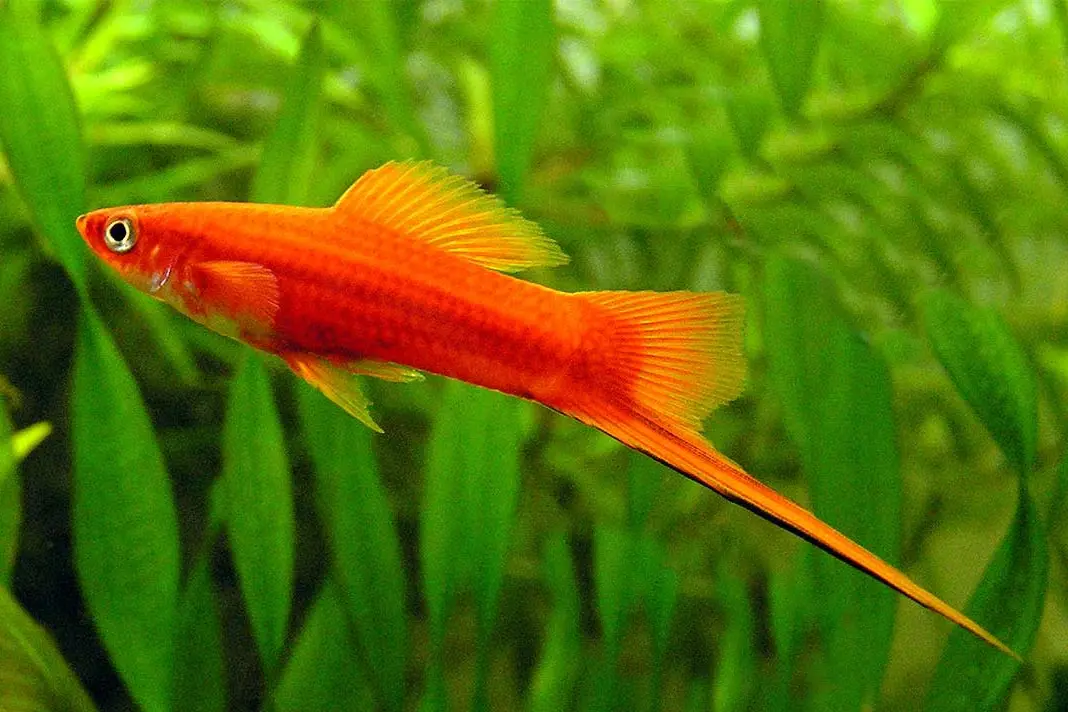 Ikan swordtail dikenal karena ekor panjang menyerupai pedang yang membuat tampilannya berbeda dari ikan hias kecil lainnya. Meski terlihat eksotis, ikan swordtail tergolong murah, aktif, dan mudah dipelihara, sehingga cocok untuk pemula maupun akuarium komunitas di rumah.