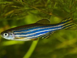 Ikan Zebra Danio: Ikan Hias Lincah dan Tahan Penyakit