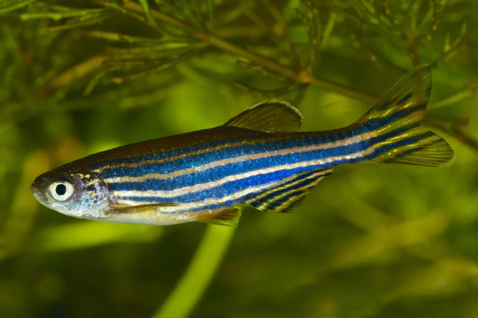 Ikan zebra danio dikenal sebagai ikan hias kecil yang sangat aktif dan tahan penyakit. Gerakannya cepat, sifatnya damai, dan perawatannya mudah, membuat zebra danio sering direkomendasikan untuk pemula maupun akuarium komunitas.