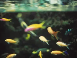 Kesalahan Umum Memelihara Ikan Hias Pemula yang Wajib Dihindari