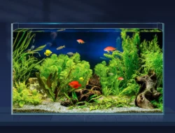 Ukuran Akuarium Ideal untuk Ikan Hias Kecil di Rumah