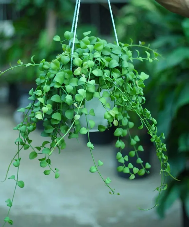 Dischidia geri memiliki daun kecil berbentuk bulat lonjong dengan warna hijau cerah yang rapat pada batang menjuntai.