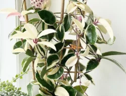 Tanaman Hias Hoya Carnosa: Ciri, Manfaat, dan Cara Merawat agar Rajin Berbunga