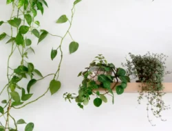 Tanaman Hias Sirih Gading: Manfaat, Cara Merawat, dan Jenis-Jenisnya