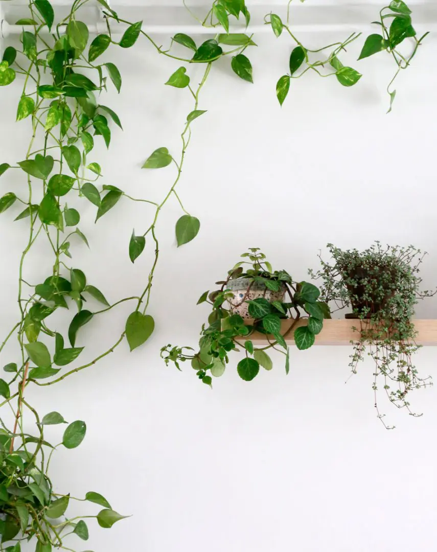 Sirih gading memiliki daun berbentuk hati dengan pola hijau dan kuning yang mencolok, menjadikannya pilihan favorit untuk dekorasi rumah. Tanaman ini tumbuh cepat dan mampu beradaptasi pada berbagai kondisi pencahayaan, meskipun lebih baik di cahaya tidak langsung. Perawatannya terbilang mudah, disiram ketika media tanam mulai kering, dan diberi pupuk cair setiap beberapa minggu. Sirih gading juga dikenal sebagai tanaman pembersih udara alami, sehingga tidak hanya mempercantik ruangan tetapi juga memberi manfaat bagi kesehatan.