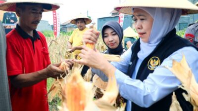 Jatim Proyeksikan Produksi Jagung 5,4 Juta Ton Tahun 2026