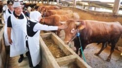 Amankan Lumbung Ternak Nasional, Pemprov Jatim Distribusikan 453 Ribu Dosis Vaksin PMK