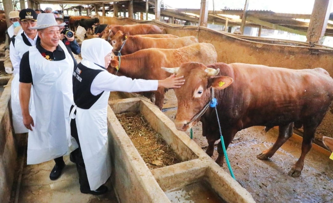 Amankan Lumbung Ternak Nasional, Pemprov Jatim Distribusikan 453 Ribu Dosis Vaksin PMK