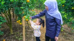 Gubernur Jawa Timur Khofifah Indar Parawansa memetik jeruk siam bersama petani di Desa Kayu Kebek, Kecamatan Tutur, Kabupaten Pasuruan.