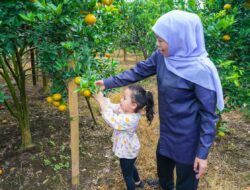 Khofifah Petik Jeruk Siam di Tutur Pasuruan, Ajak Warga Kurangi Jeruk Impor