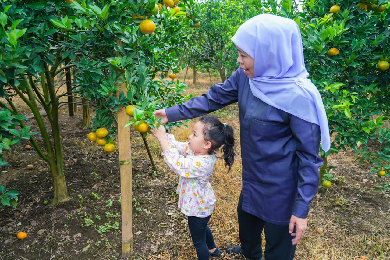 Gubernur Jawa Timur Khofifah Indar Parawansa memetik jeruk siam bersama petani di Desa Kayu Kebek, Kecamatan Tutur, Kabupaten Pasuruan.